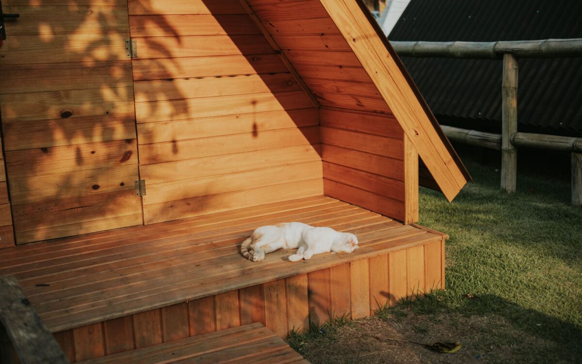 Cena tranquila de um cachorro dormindo na varanda de uma cabana de madeira sob a luz solar quente